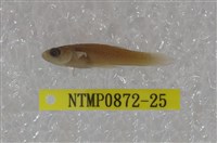 藏品(大肚魚)的圖片